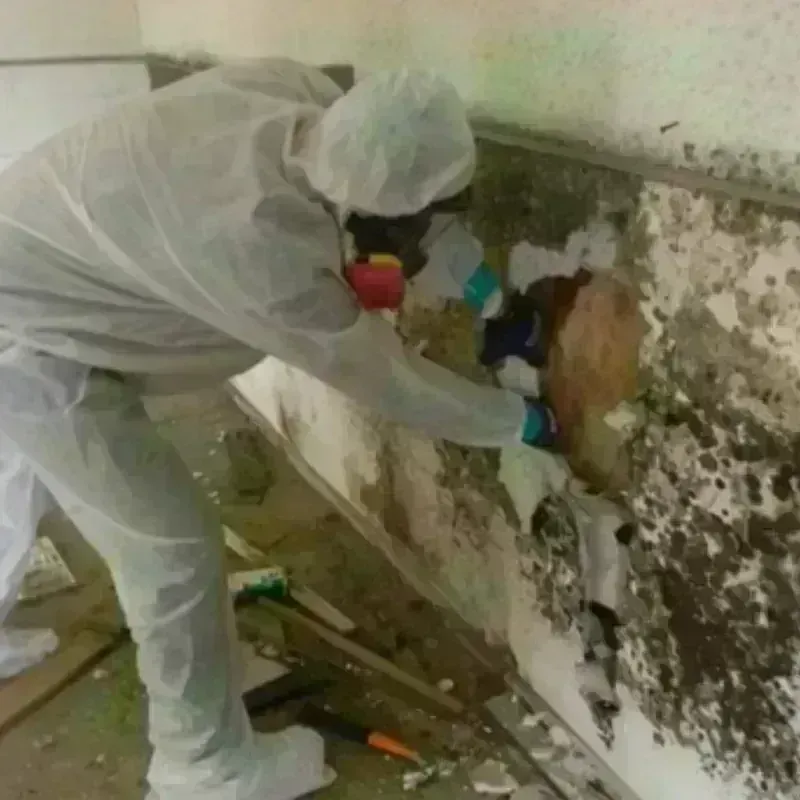 Mold Remediation and Removal in Plantation Mobile Home Park, FL